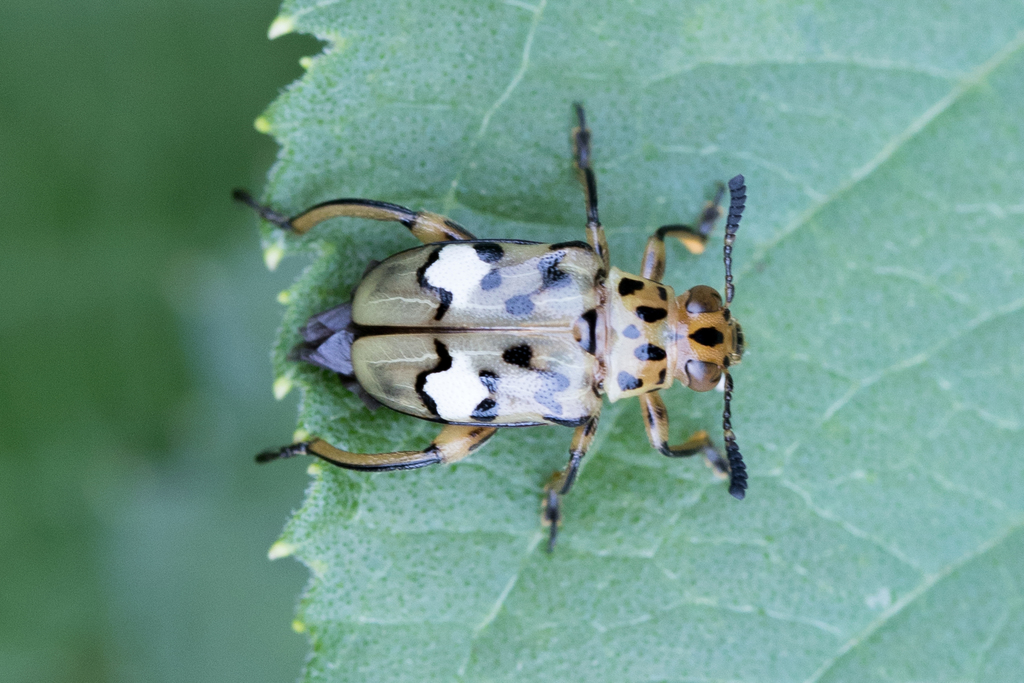 Mastostethus pantherinus