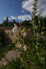 Antirrhinum graniticum
