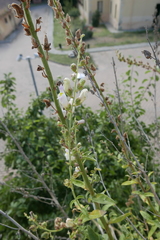 Antirrhinum graniticum