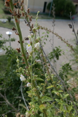 Antirrhinum graniticum