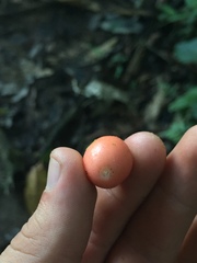Schoenobiblus daphnoides