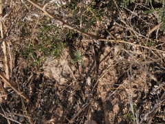 Sophora nuttalliana