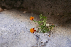 Tagetes patula