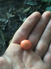 Schoenobiblus daphnoides