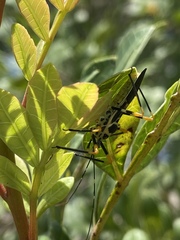 Zelus armillatus