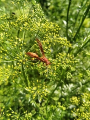 Polistes simillimus
