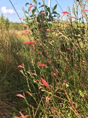 Dicliptera sexangularis