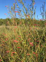 Dicliptera sexangularis