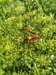 Polistes simillimus