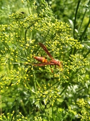 Polistes simillimus
