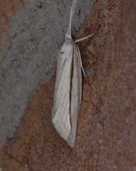 Doryodes tenuistriga