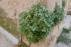 Sarcocapnos enneaphylla