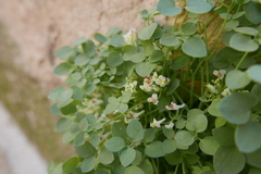 Sarcocapnos enneaphylla