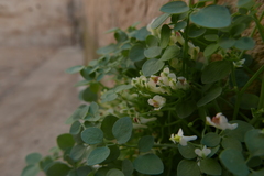 Sarcocapnos enneaphylla