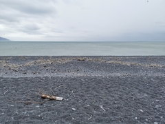 Charadrius bicinctus