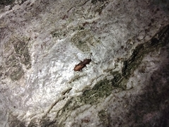 Silvanidae