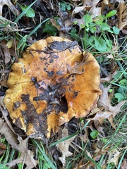 Cantharellus californicus
