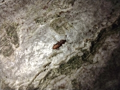 Silvanidae