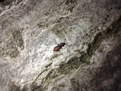 Silvanidae