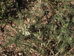 Sophora nuttalliana