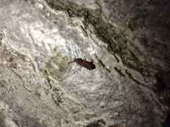 Silvanidae