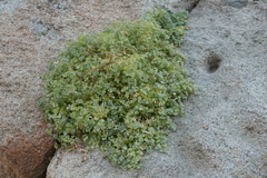 Sarcocapnos enneaphylla