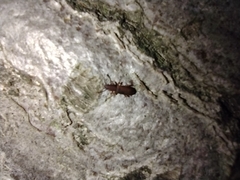 Silvanidae