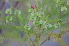 Dodonaea polyzyga