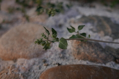 Chenopodium vulvaria