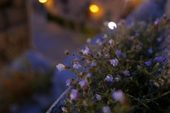 Chaenorhinum origanifolium