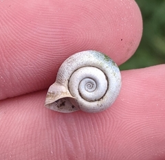 Planorbella campanulata