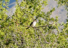 Rhynchospiza strigiceps