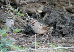 Rhynchospiza strigiceps