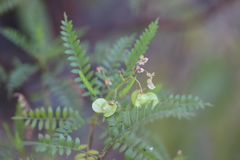 Dodonaea polyzyga