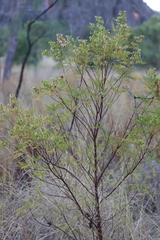 Dodonaea polyzyga