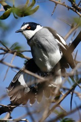 Lanioturdus torquatus