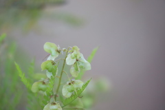 Dodonaea polyzyga