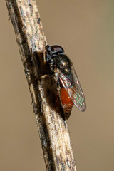 Paragus haemorrhous