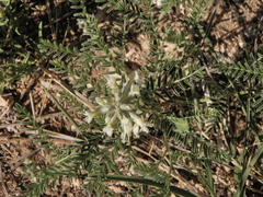 Sophora nuttalliana