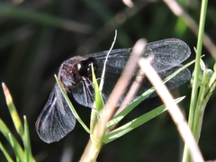 Erythrodiplax basifusca