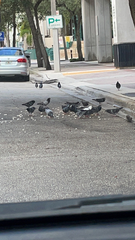 Columba livia domestica