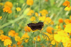 Achlyodes busirus heros