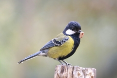 Parus monticolus