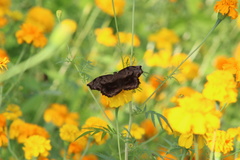 Achlyodes busirus heros