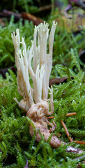 Ramaria apiculata