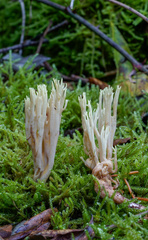 Ramaria apiculata