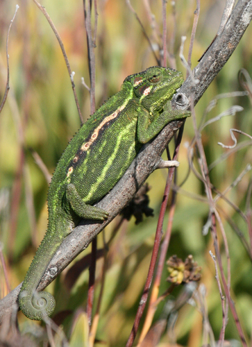 Cape Dwarf Chameleon, photo 4 of 10