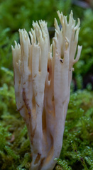 Ramaria apiculata