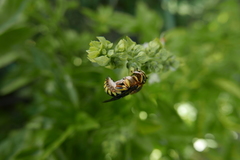 Anthidium florentinum