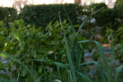 Anthidium florentinum